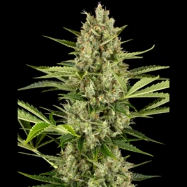SS1560114 - SENSI SEEDS BANK - JACK HERER AUTOMATIC FEM | 10 SEEDS