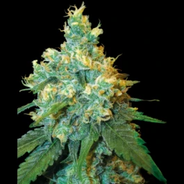 SS1560517 - SENSI SEEDS BANK - JACK HERER FEM | 5 SEEDS