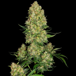 SS1560102 - SENSI SEEDS BANK - SKUNK #1 AUTO FEM | 10 SEEDS