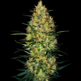 SS1530339 - SENSI SEEDS RESEARCH - CARAMELLOW KUSH AUTO FEM | 3 SEEDS