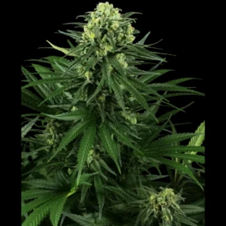 SS1530336 - SENSI SEEDS RESEARCH - HONEY MELON KUSH FEM | 3 SEEDS