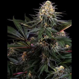 SS1530337 - SENSI SEEDS RESEARCH - LOCKDOWN KUSH FEM | 3 SEEDS