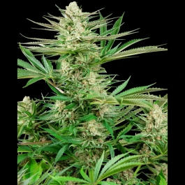 SS1530330 - SENSI SEEDS RESEARCH - MALIBU GOLD OG FEM | 3 SEEDS