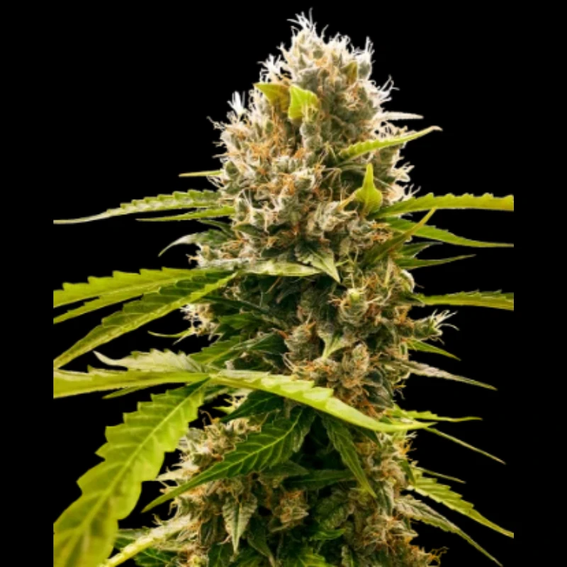 SS1530325 - SENSI SEEDS RESEARCH - MANDARIN PUNCH FEM | 3 SEEDS