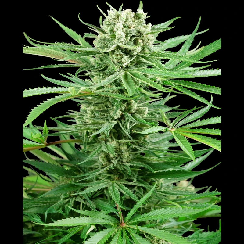 SS1530328 - SENSI SEEDS RESEARCH - PAPI CHULO OG FEM | 3 SEEDS