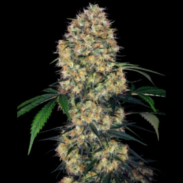 SS1530338 - SENSI SEEDS RESEARCH - SENSI AMNESIA XXL AUTO FEM | 3 SEEDS
