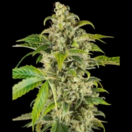 SS1530547 - SENSI SEEDS RESEARCH - SWEET &amp; SOUR CREAM AUTOMATIC | 5 SEEDS