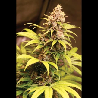 SEX03615PIP - SEEDSALAD - OBAMA ICE CREAM FEM (USA STRAIN) | 15+5 SEEDS FREE