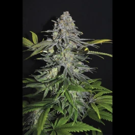 SEX012MILLE - SEEDSALAD - SUPER SKUNK FEM | 1000 SEEDS