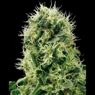 WL1520506 - WHITE LABEL - PURE POWER PLANT FEM | 5 SEEDS