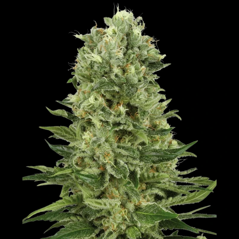 WL1520516 - WHITE LABEL - SKUNK #1 AUTOMATIC | 5 SEEDS
