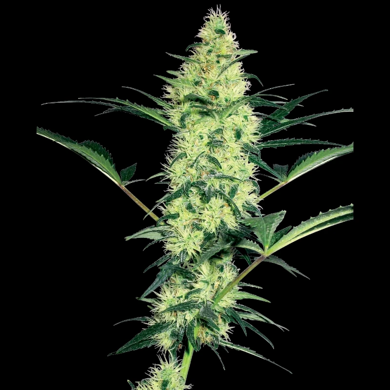 WL1520512 - WHITE LABEL - WHITE DIESEL FEM | 5 SEEDS