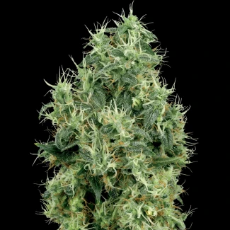WL1520509 - WHITE LABEL - WHITE GOLD FEM | 5 SEEDS