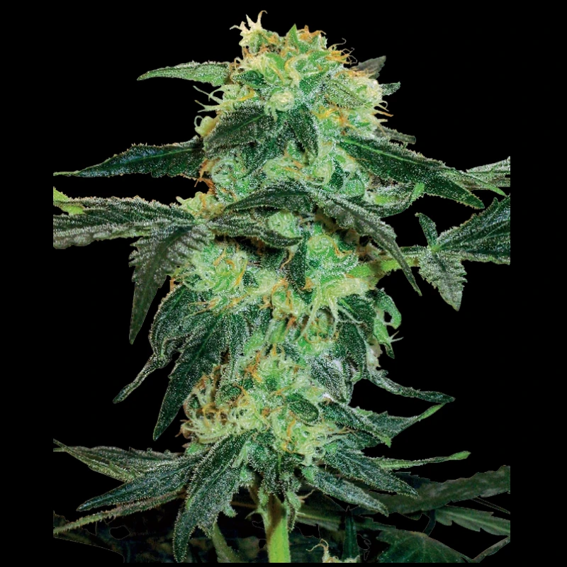 WL1520508 - WHITE LABEL - WHITE ICE FEM | 5 SEEDS