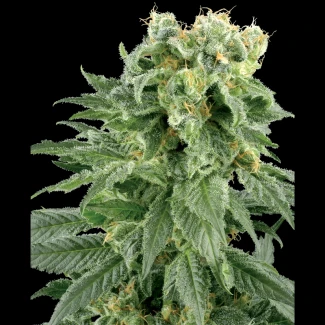 WL1510004 - WHITE LABEL - DOUBLE GUM REG | 10 SEEDS