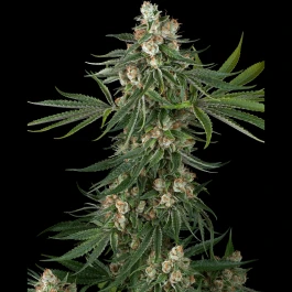 WL1520343 - WHITE LABEL - FALLOUT OG FEM | 3 SEEDS