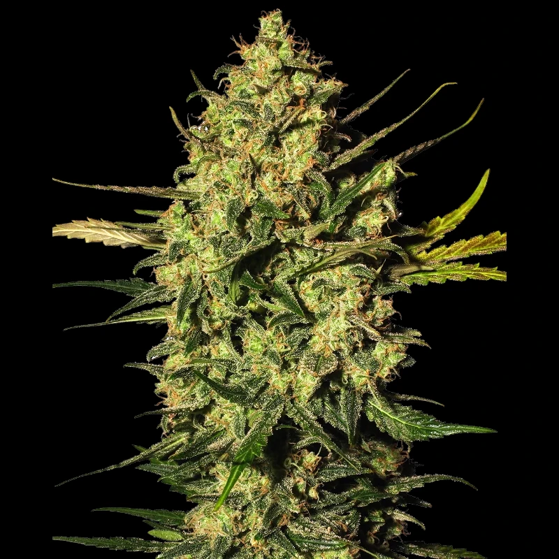 WL1520325 - WHITE LABEL - MASTER KUSH AUTOMATIC | 3 SEEDS