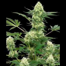 WL1520331 - WHITE LABEL - WEDDING CHEESECAKE FEM | 3 SEEDS