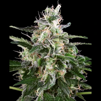 WL1520326 - WHITE LABEL - WHITE SKUNK AUTOMATIC FEM | 3 SEEDS