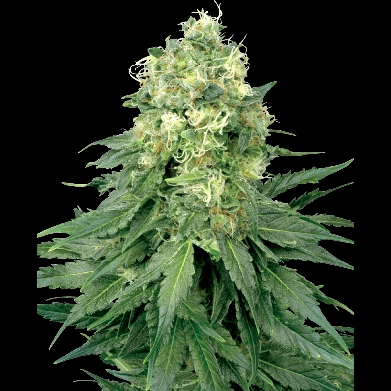 WL1520505 - WHITE LABEL - WHITE WIDOW FEM | 5 SEEDS