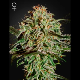 SGF1695 - GREEN HOUSE SEED CO. - AMS FEM | 5 SEEDS