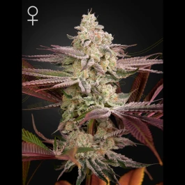 GHCHEMBR05 - GREEN HOUSE SEED CO. - CHEMICAL BRIDE FEM | 5 SEEDS