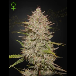 GHCHCA03 - GREEN HOUSE SEED CO. - CHEMICAL CANDY AUTO FEM | 3 SEEDS