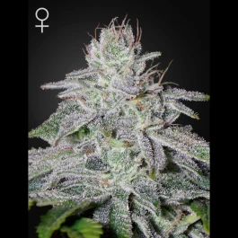 GH01F9020 - GREEN HOUSE SEED CO. - FRANCO'S LEMON CHEESE FEM | 1 SEED