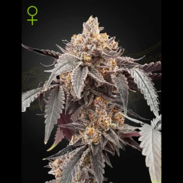 GHGXG#41A01 - GREEN HOUSE SEED CO. - GUAVA X ICE CREAM #41 AUTOFLOWERING FEM | 1 SEED