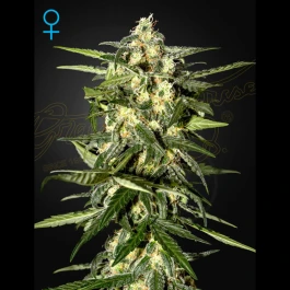 GHSCJHAUTOF3 - GREEN HOUSE SEED CO. - JACK HERER AUTO FEM | 3 SEEDS