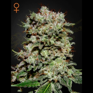 SGFF050018 - GREEN HOUSE SEED CO. - KALASHNIKOVA FEM | 5 SEEDS