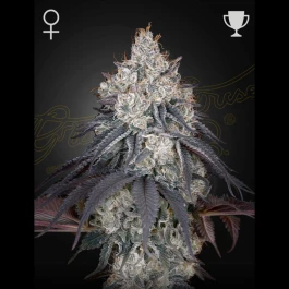 GHLOM05 - GREEN HOUSE SEED CO. - LEMON ORANGE FEM | 5 SEEDS