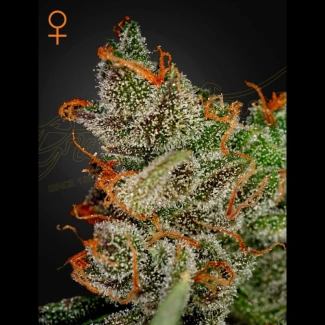 GHKK5F - GREEN HOUSE SEED CO. - KING'S KUSH FEM | 5 SEEDS