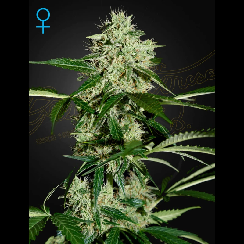GHNLA5 - GREEN HOUSE SEED CO. - NORTHERN LIGHTS AUTOFLOWERING FEM | 5 SEEDS