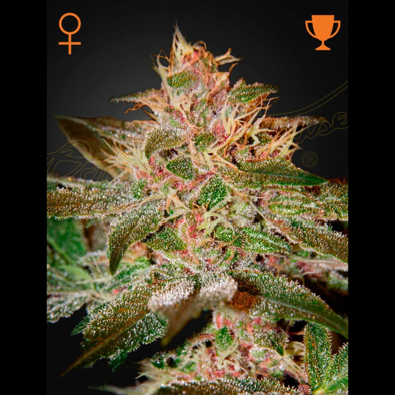 GHPURKF5 - GREEN HOUSE SEED CO. - PURE KUSH FEM | 5 SEEDS