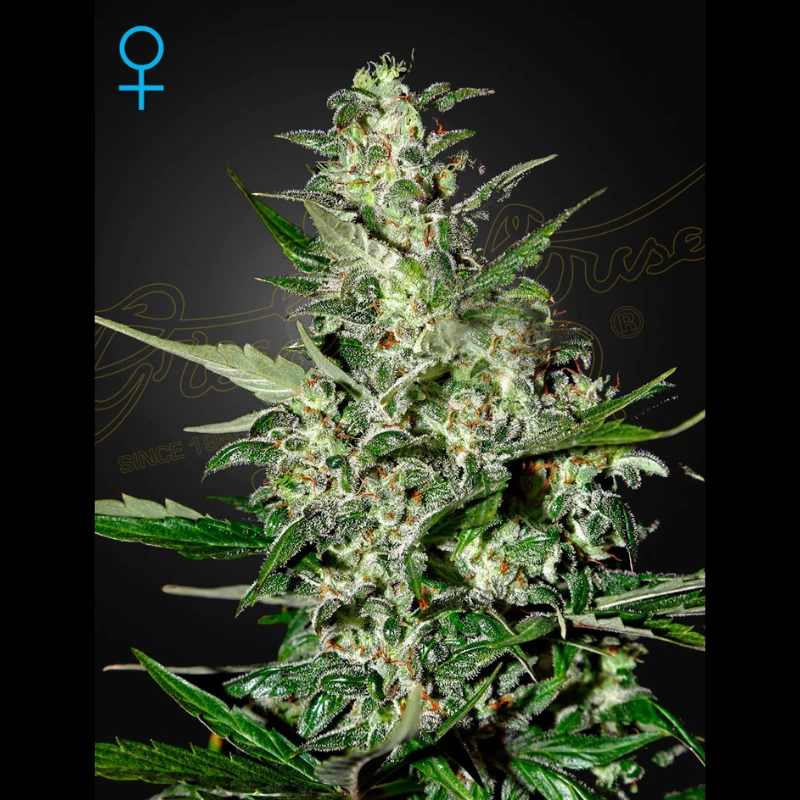 IGHSPA5 - GREEN HOUSE SEED CO. - SUPER CRITICAL AUTOFLOWERING FEM | 5 SEEDS