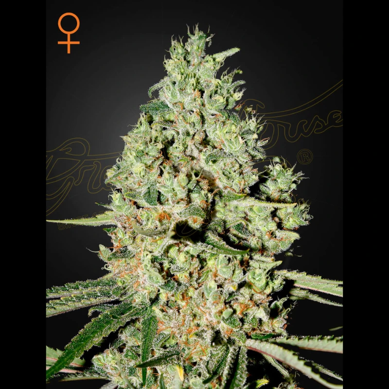GHSCSUPCRITF5 - GREEN HOUSE SEED CO. - SUPER CRITICAL FEM | 5 SEEDS