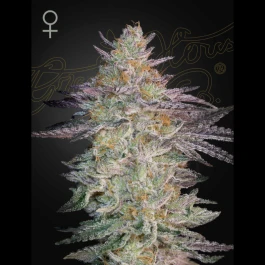 GHSSLGM01F - GREEN HOUSE SEED CO. - SUPER LEMON HAZE X GMO FEM | 1 SEED