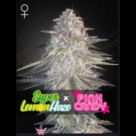 GHSSLHPC01F - GREEN HOUSE SEED CO. - SUPER LEMON HAZE X PINK CANDY FEM | 1 SEED