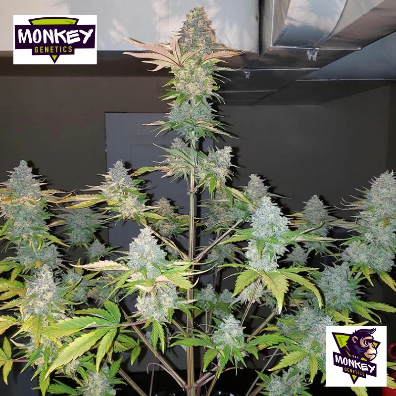 MNKGGZA0003 - MONKEY GENETICS - GORILLA ZKITTLEZ AUTO FEM | 3 SEEDS