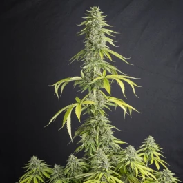 SEVVTF0003 - EVA SEEDS - VIEJO TOBY FEM | 3+1 Free SEEDS