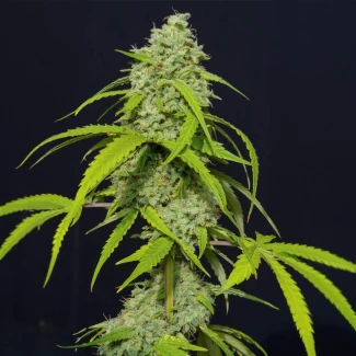 SEVOKAF0003 - EVA SEEDS - ORANGE KUSH AUTO FEM | 3+1 Free SEEDS