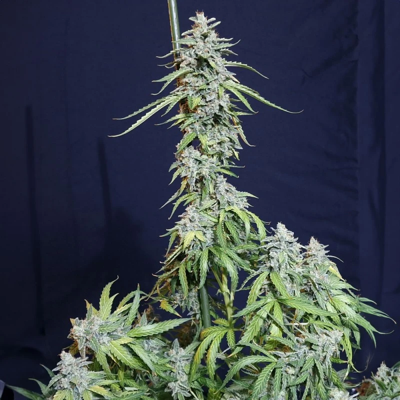 SEVSWAF0003 - EVA SEEDS - SUPER WATERMELON AUTO FEM | 3+1 Free SEEDS
