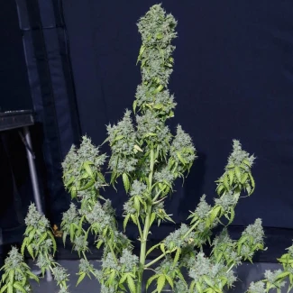 SEVMTAF0003 - EVA SEEDS - MAGIC TREE AUTO FEM | 3+1 Free SEEDS