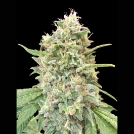 ADVSSB0003 - ADVANCED SEEDS - STRAWBERRY BANANA FEM | 3 SEEDS