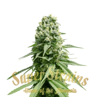 SUPAMN0003 - SUPER STRAINS - AMNESIA FEM | 3 SEEDS