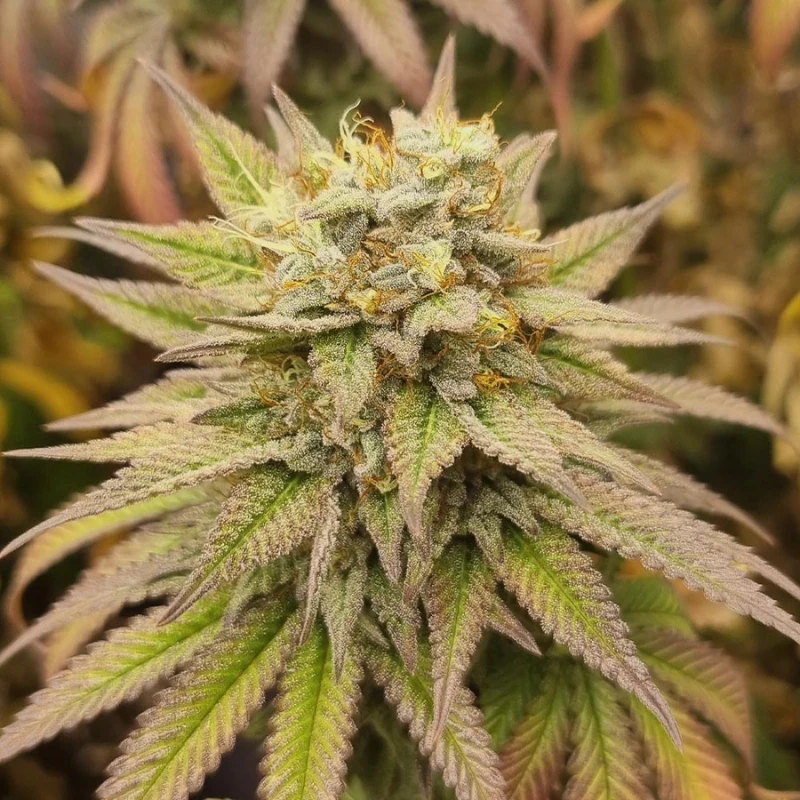 MNKGMHF0003 - MONKEY GENETICS - MONKEY HAZE FEM | 3 SEEDS