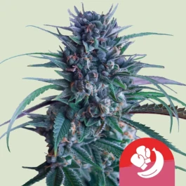 RQSFEM003099 - ROYAL QUEEN SEEDS - BANANA BRAWLER FEM (TYSON SEEDS) | 3 SEEDS