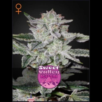 GHSVKF5 - GREEN HOUSE SEED CO. - SWEET VALLEY KUSH FEM | 5 SEEDS