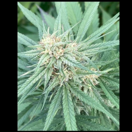 SCLB0050 - SATIVA CREATION - LEMON BUDDHA (CBD)  | 50 seeds